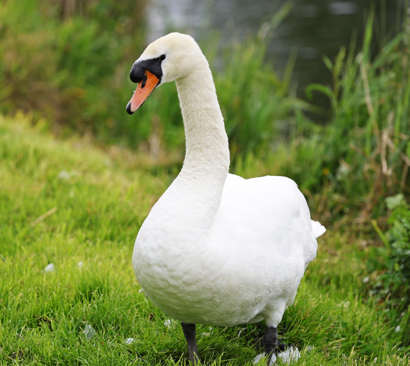 Swan