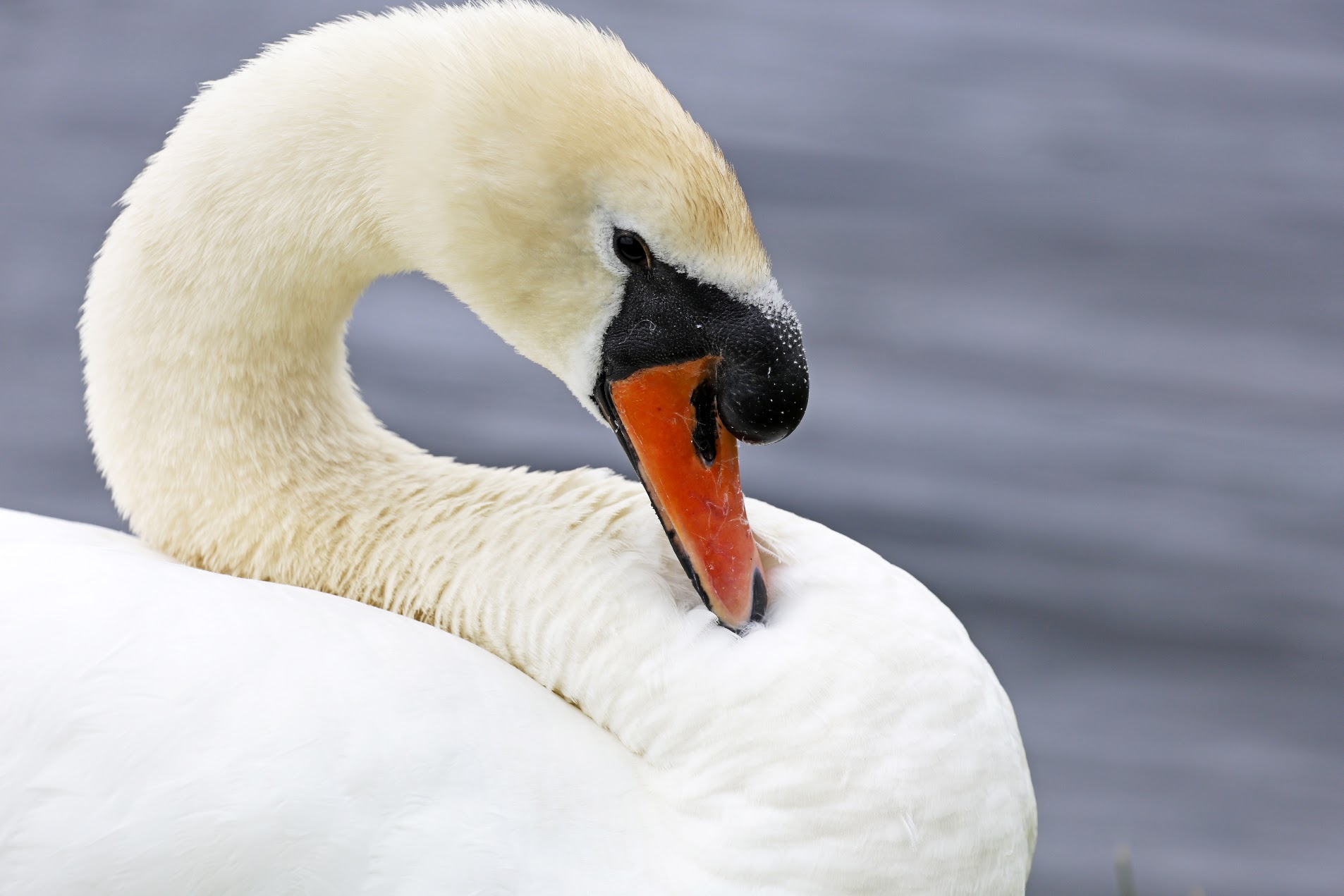 Swan
