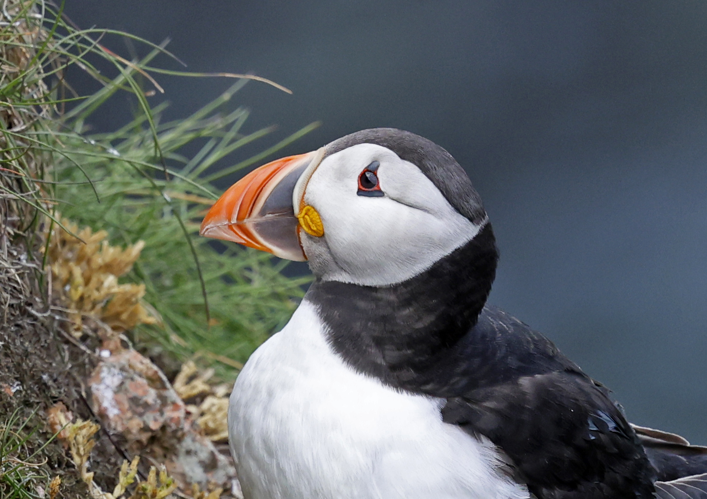 Puffin