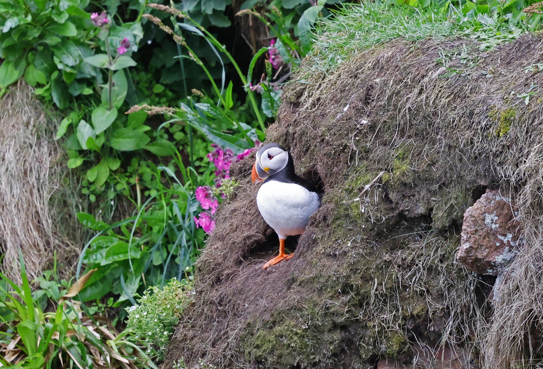 Puffin