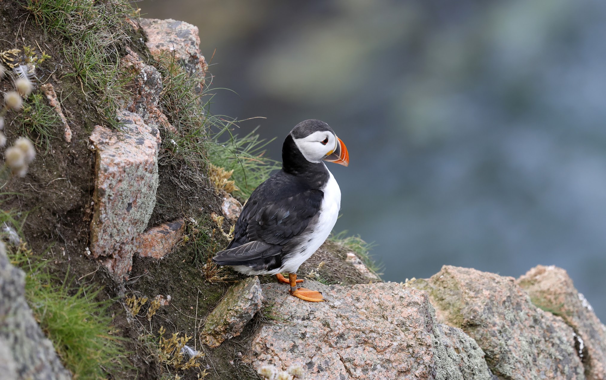 Puffin