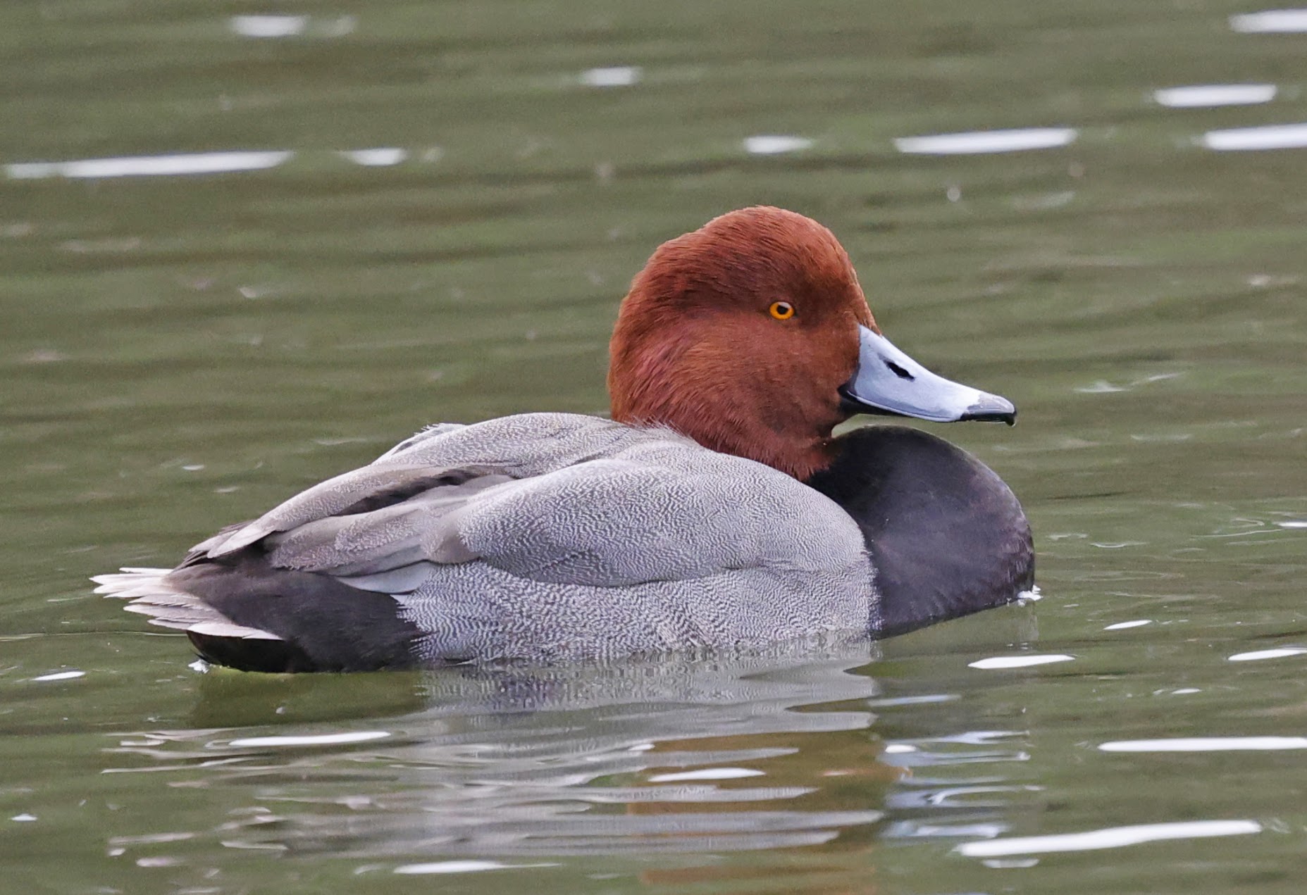 Redhead Duck