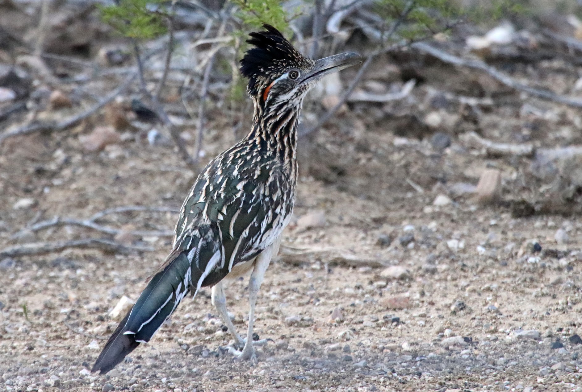 Roadrunner